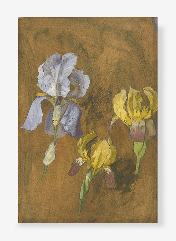 Gladioli-acquarello-su-carta_attilio-Trentini_13x22_primi-1900-sito-OK-1